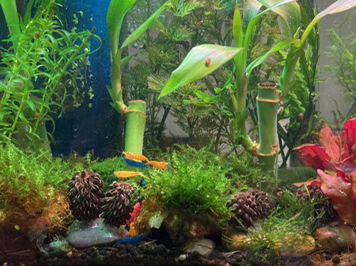 aquascape