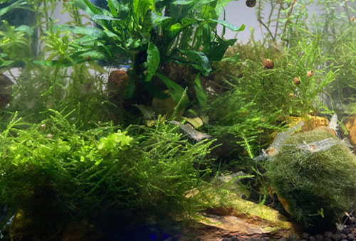 aquascape