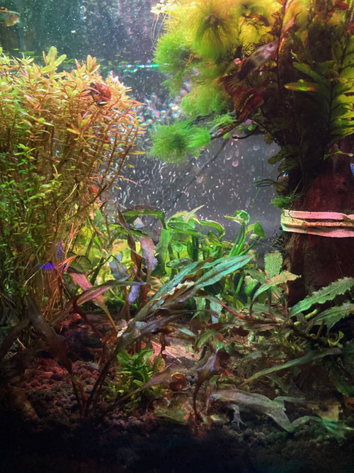 aquascape