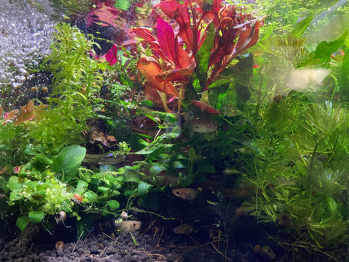 aquascape