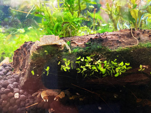 aquascape