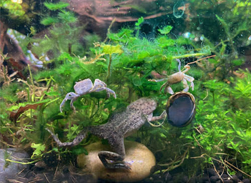 aquascape