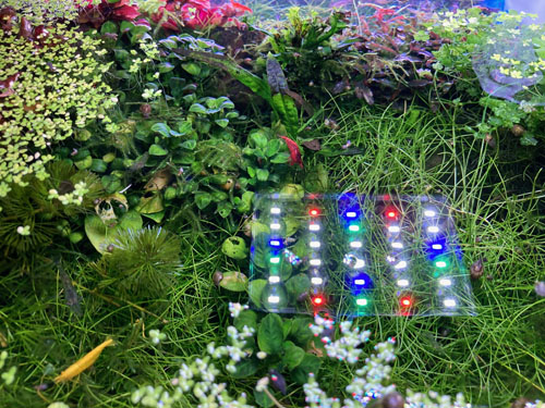 aquascape
