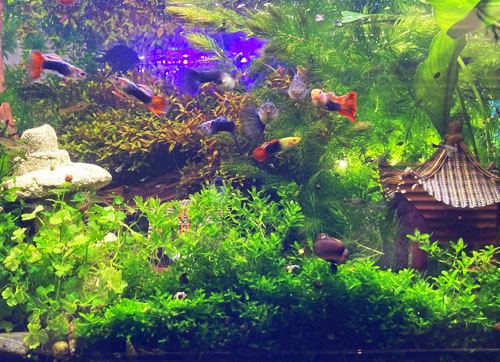 aquarium aquascape