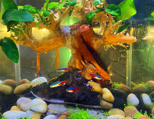 aquascape