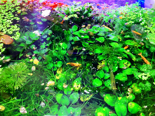 aquascape