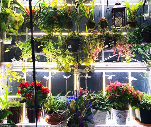 house plants