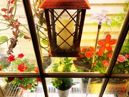 house plants